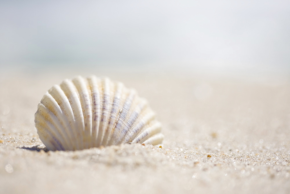 Sea shell