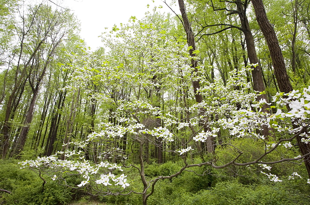 Forest in spring