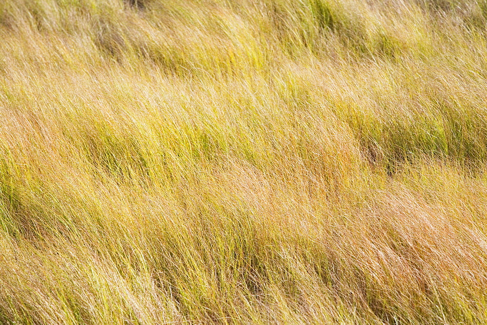 Field