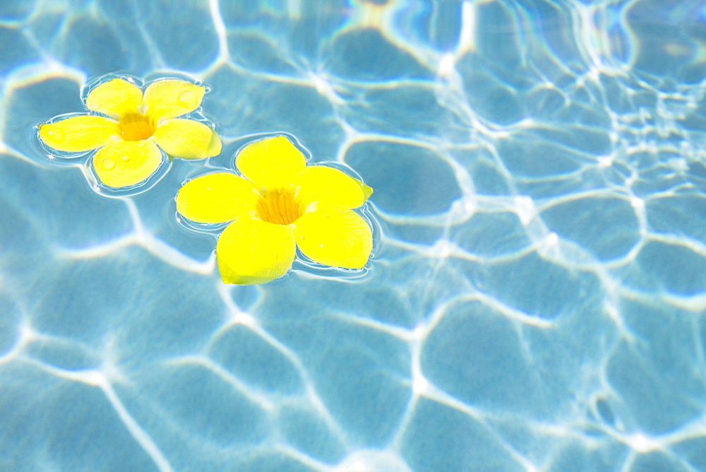 Flowers floating in pool