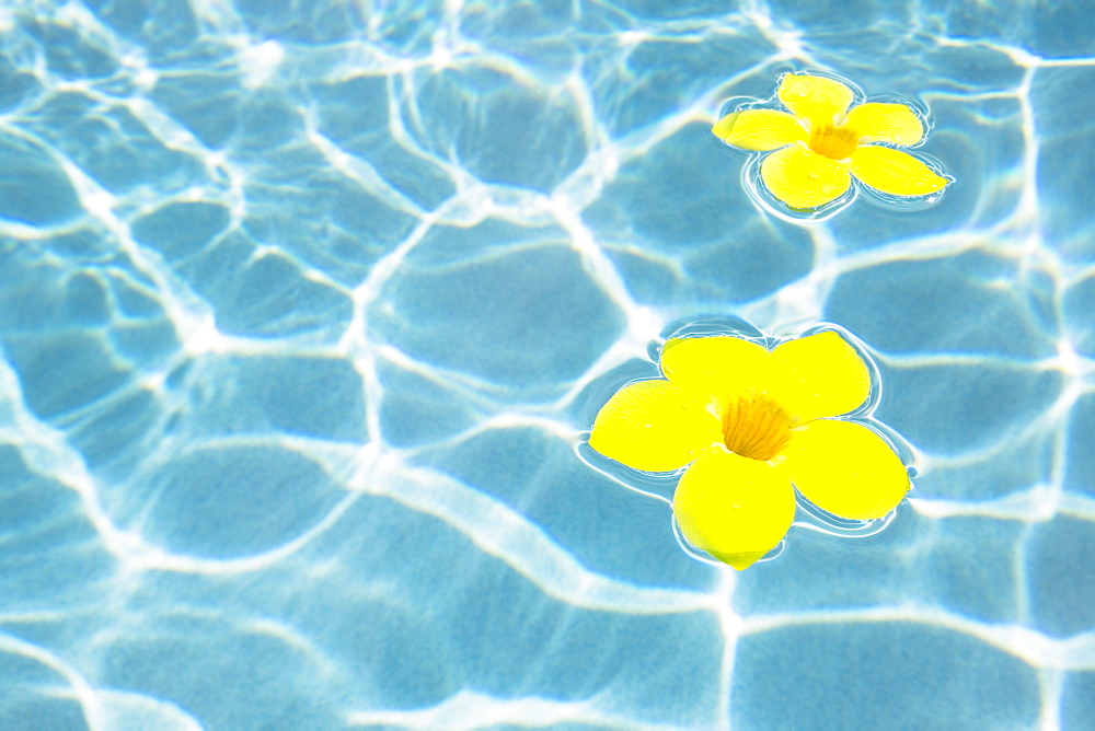 Flowers floating in pool