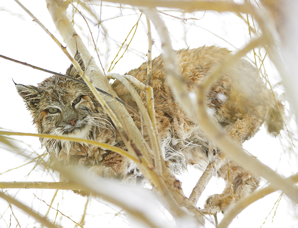 A bobcat in the snow