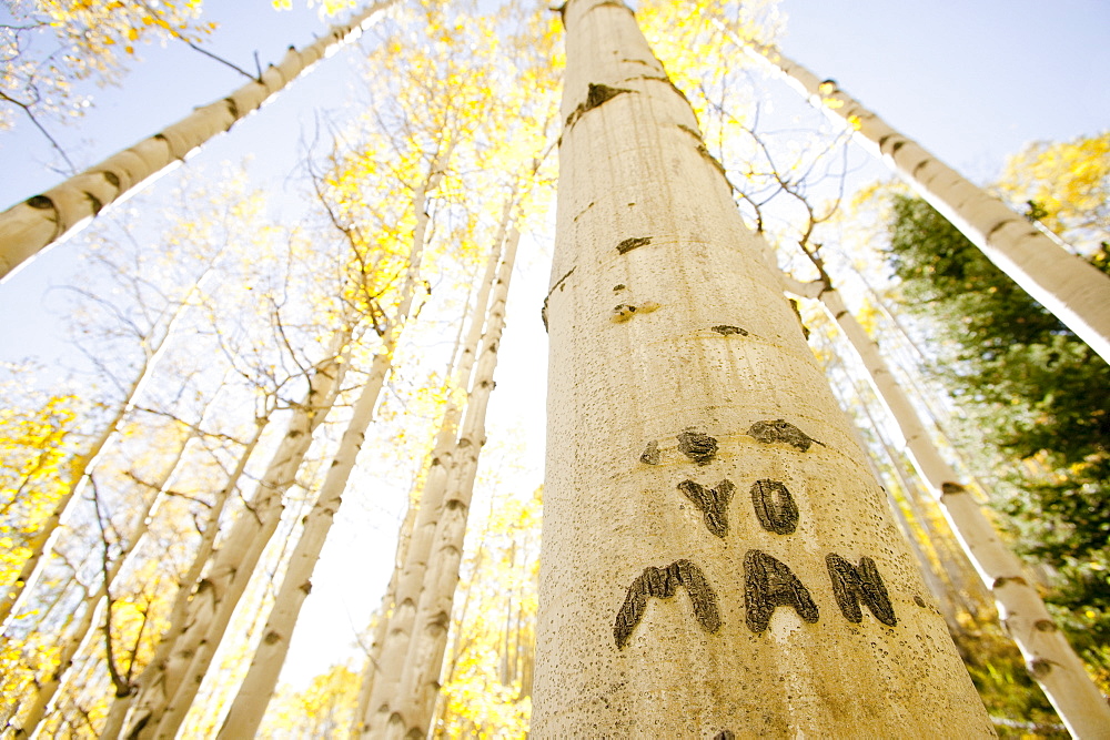 Carving on tree trunk in forest, Aspen, Colorado, USA 