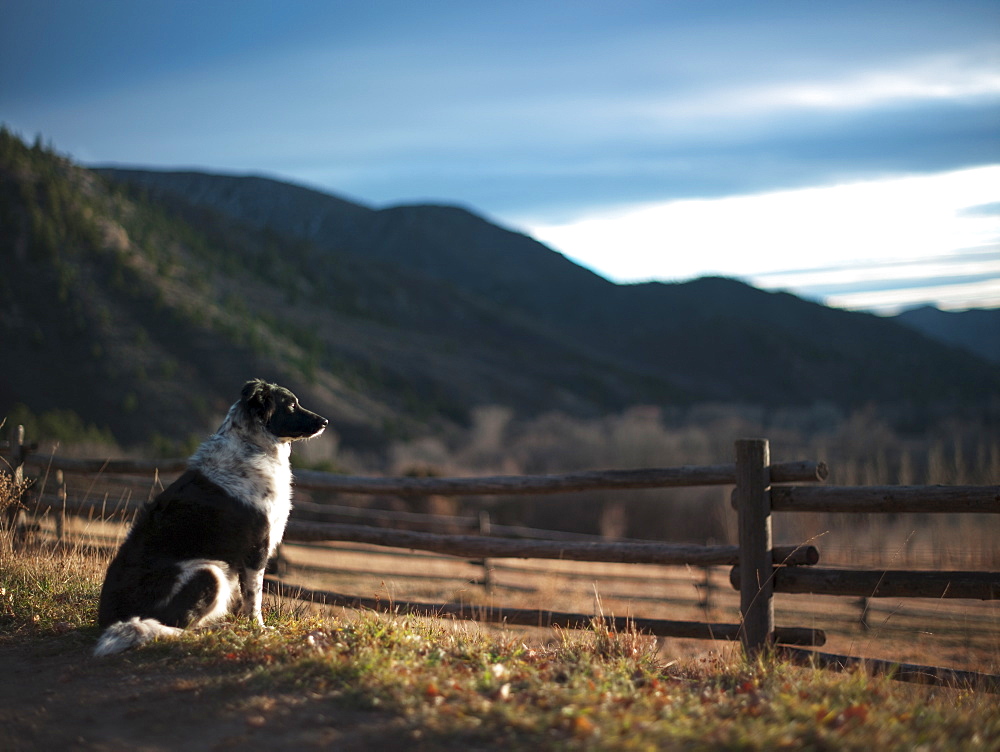 Guard dog sitting next to wooden fence, Western Colorado, USA