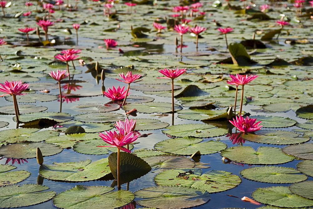 Lilies at ancient Temple Angkor Wat Cambodia Khmer