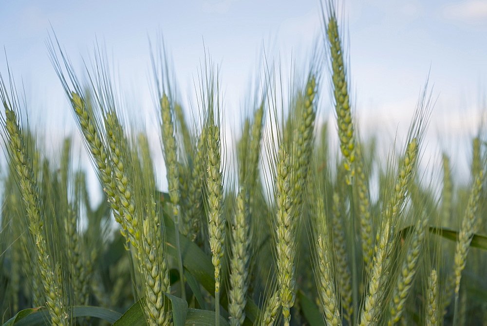 Wheat in field, Marion County, Oregon