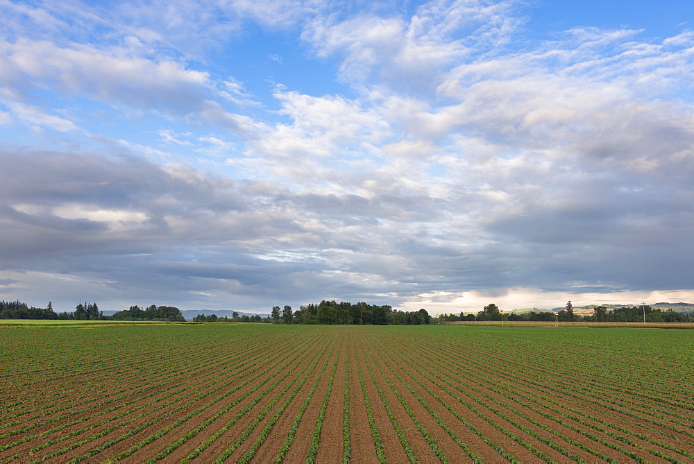 Bean field against cloudy sky, Marion County, Oregon