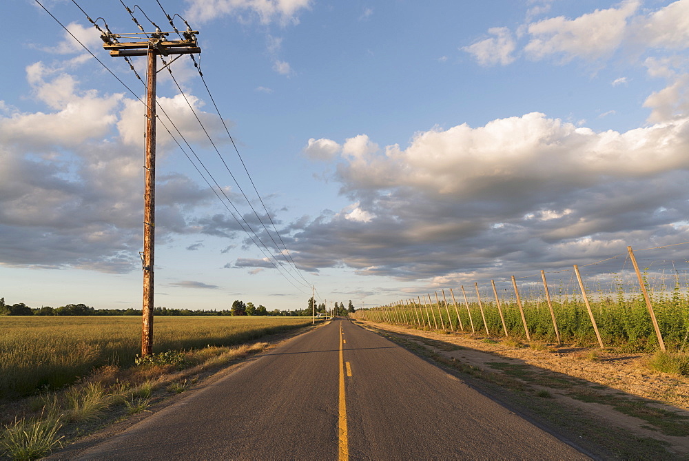 Empty road in diminishing perspective, Marion County, Oregon