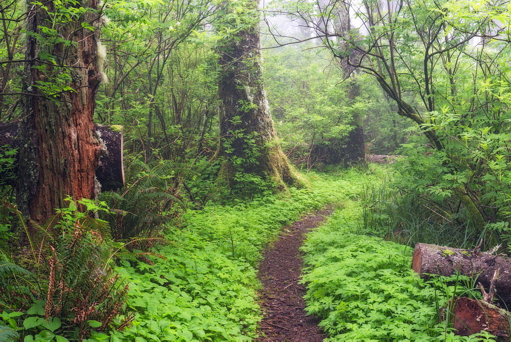 Footpath in forest, Cape Perpetua, Oregon