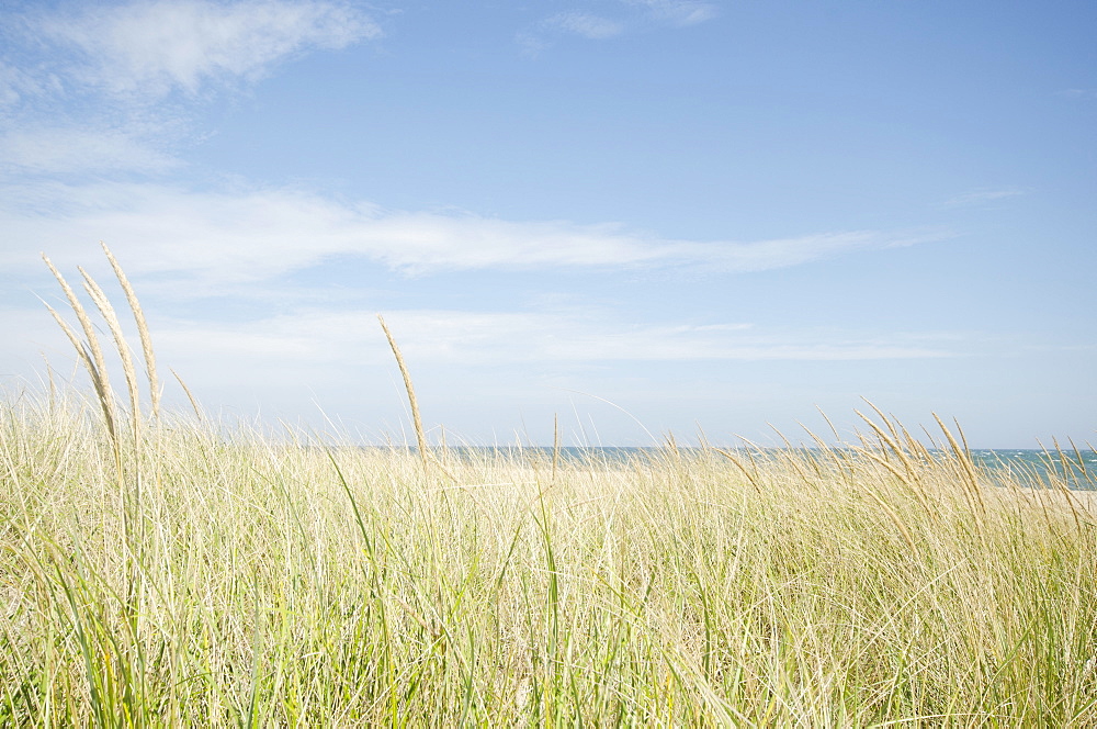 Sand dunes with grass, Nantucket, Massachusetts