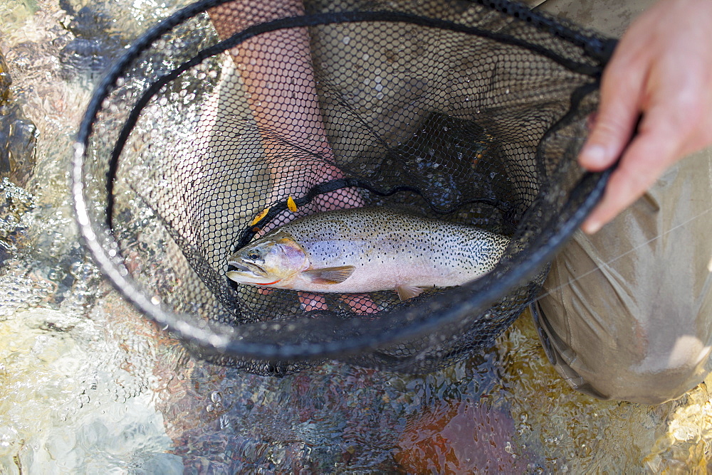 Fisherman holding fresh trout in net, North Fork Blackfoot River, Montana, USA