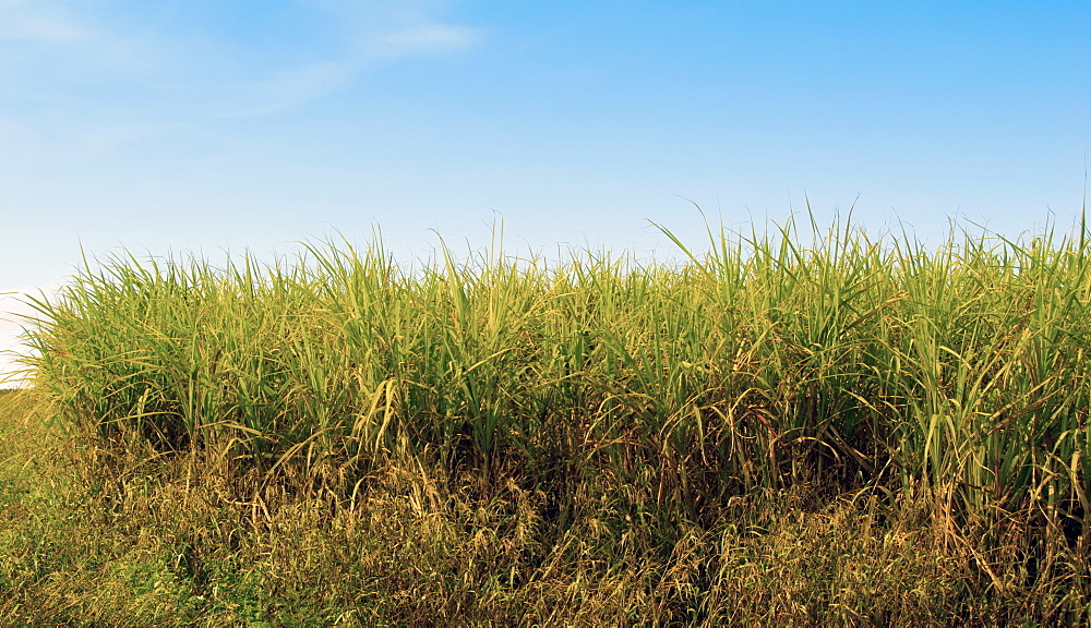 Sugar cane field, Florida