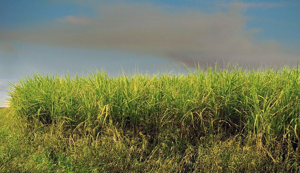 Sugar cane field, Florida