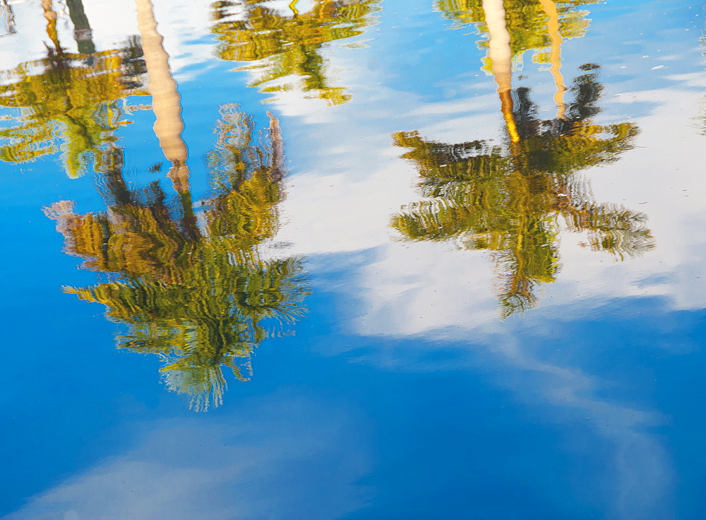 Palm trees reflected in water, Bradenton, Florida
