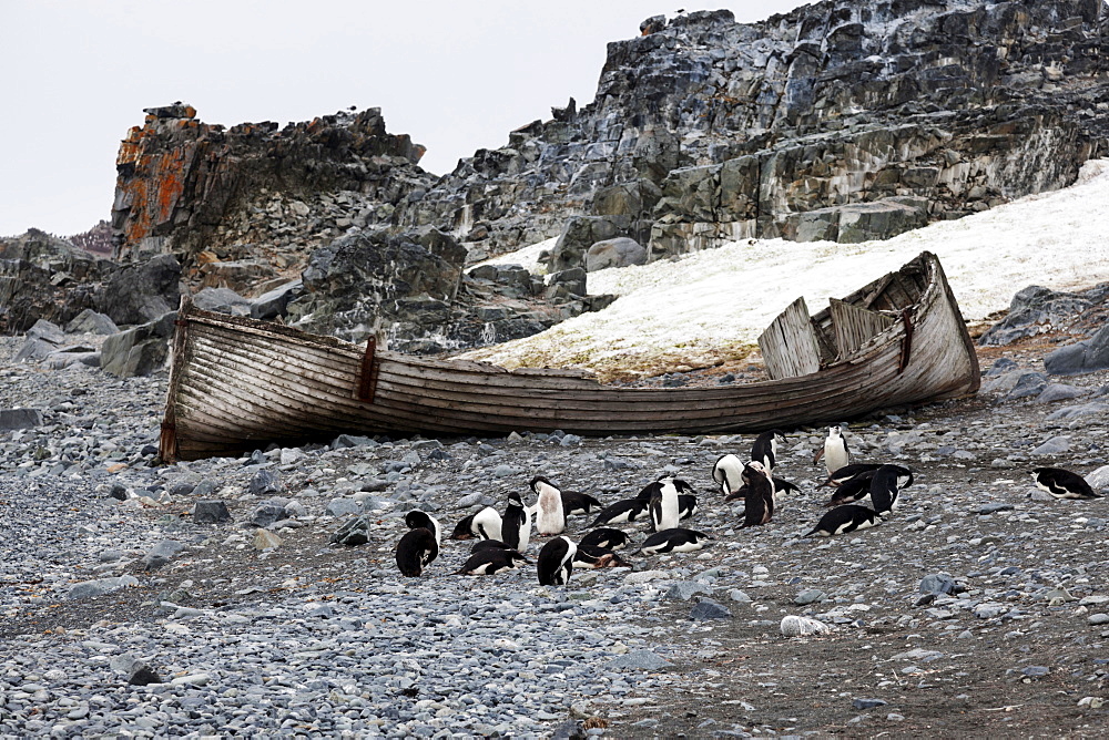 Medium group of penguins resting at beach, Antarctica 