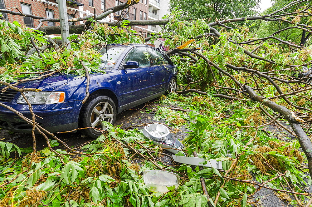 Car smashed by fallen tree, Brooklyn, NY, USA