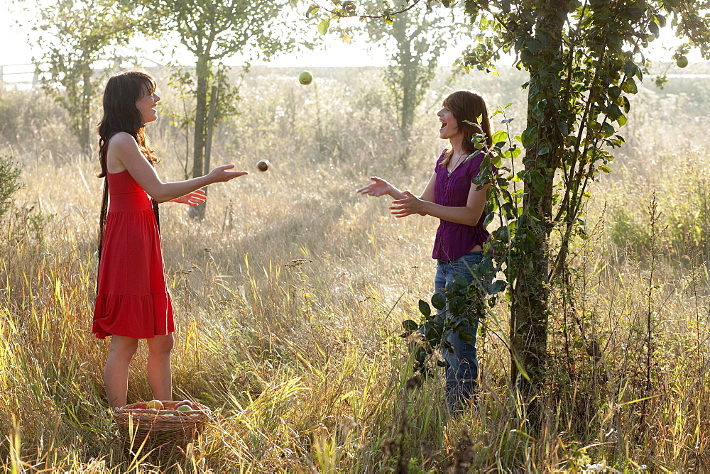 France, Picardie, Albert, Young women picking apples, France, Picardie, Albert