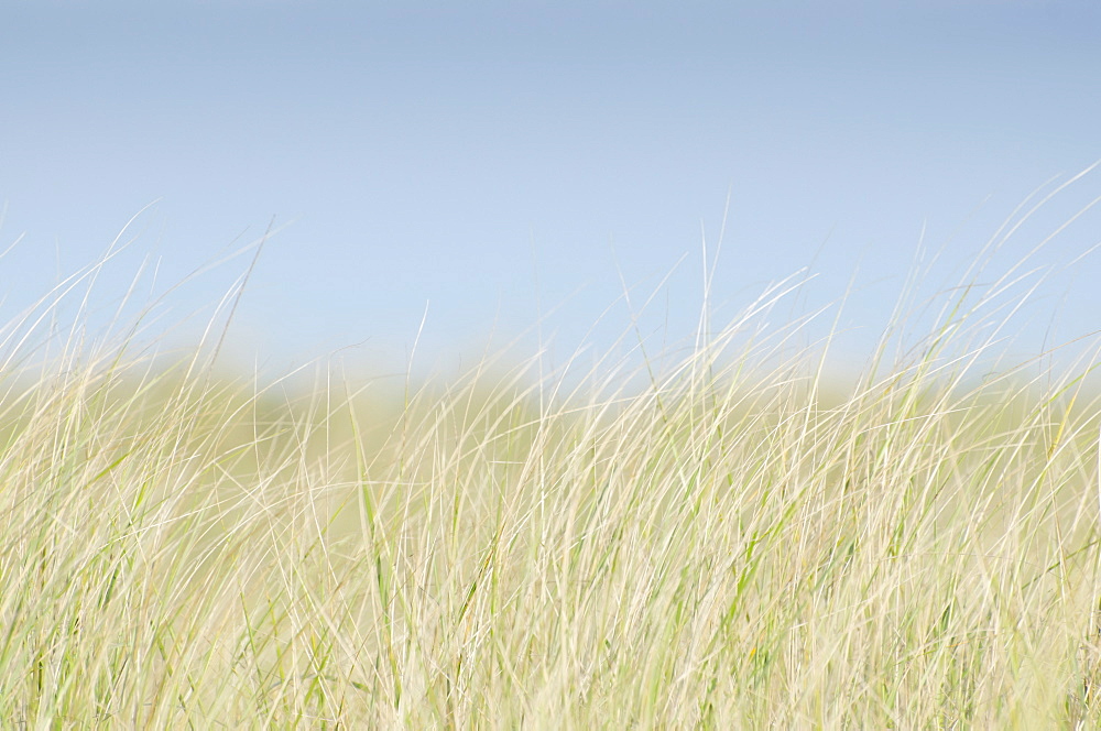 Dune Grass on empty sky, USA, Massachusetts, Nantucket