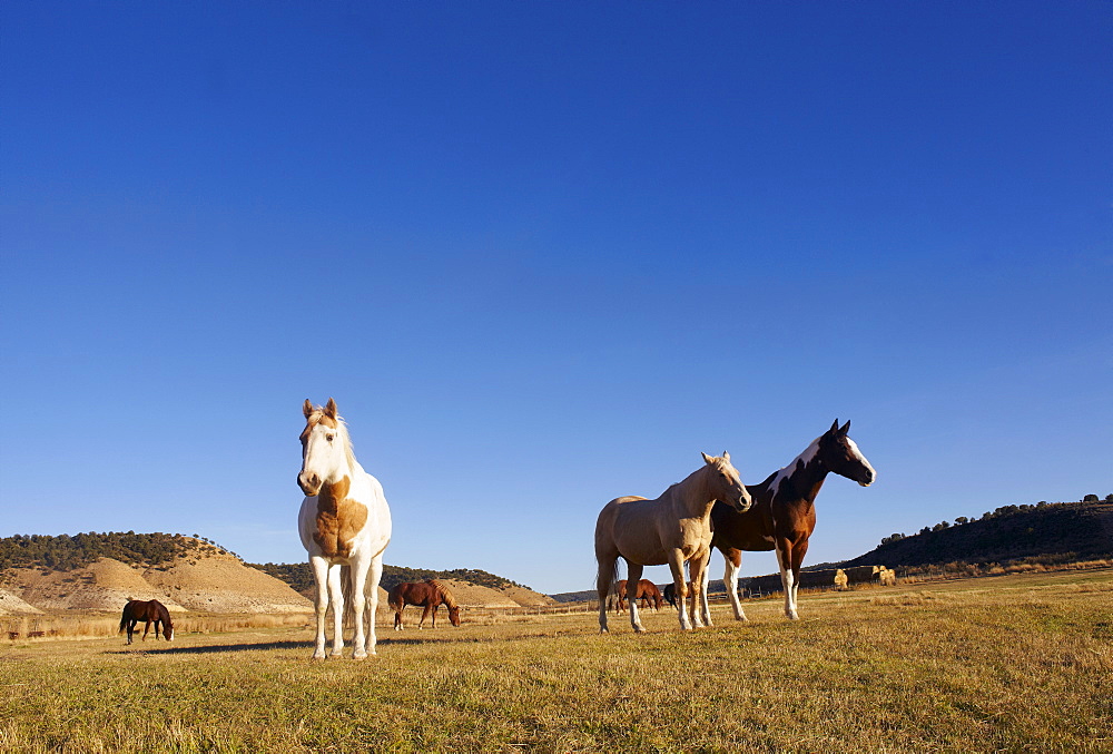 Horses on field, USA, Colorado 