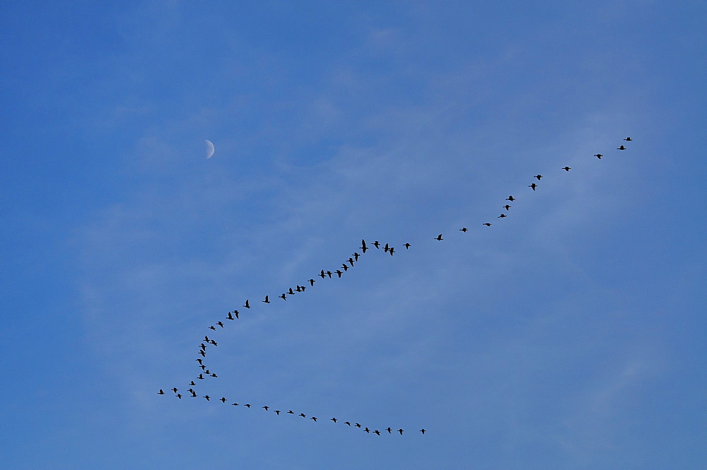 Geese in formation against moon