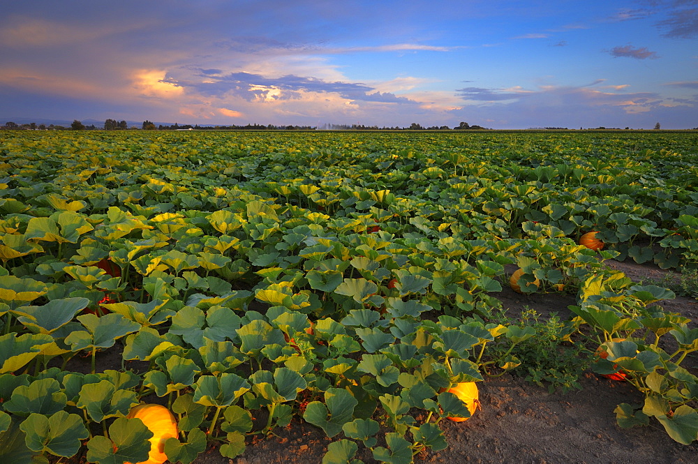 USA, Oregon, Marion County, Pumpkin Patch