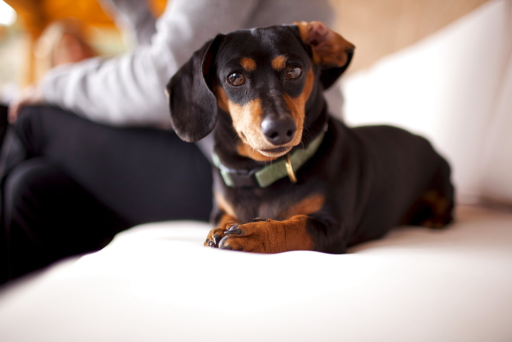 Daschund on sofa