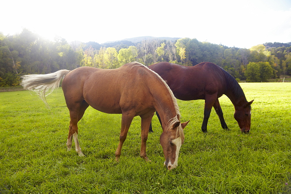 Horses grazing on grass, USA, Western USA, Colorado