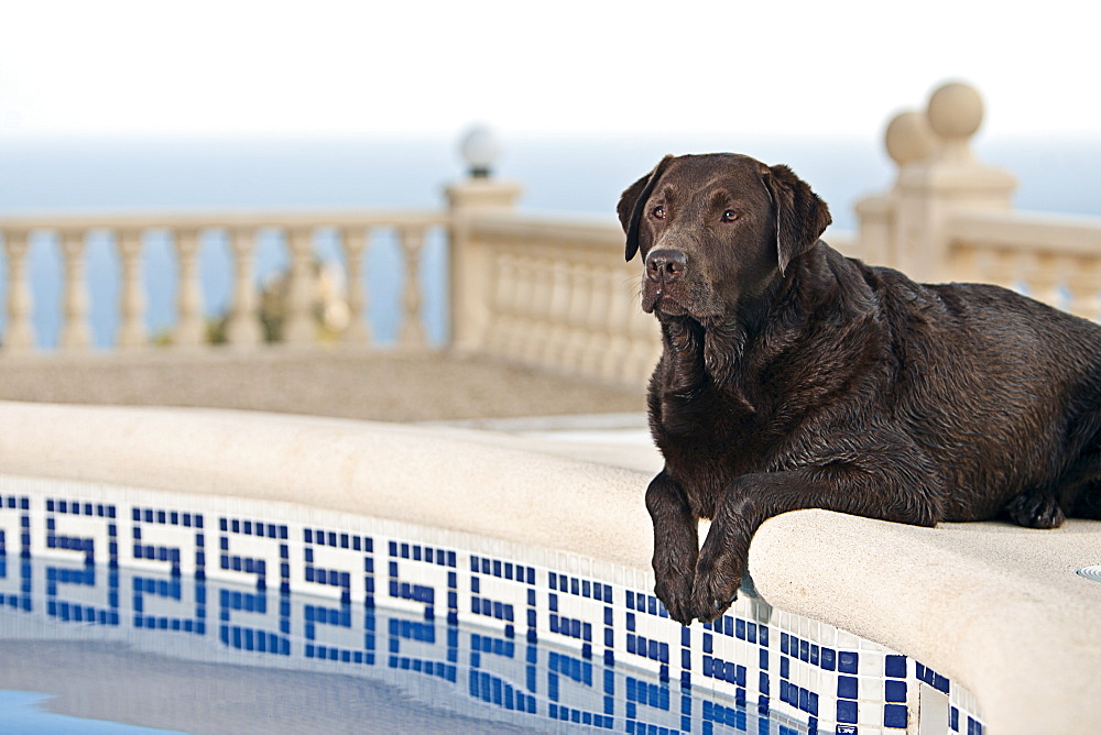 Chocolate Labrador by Pool