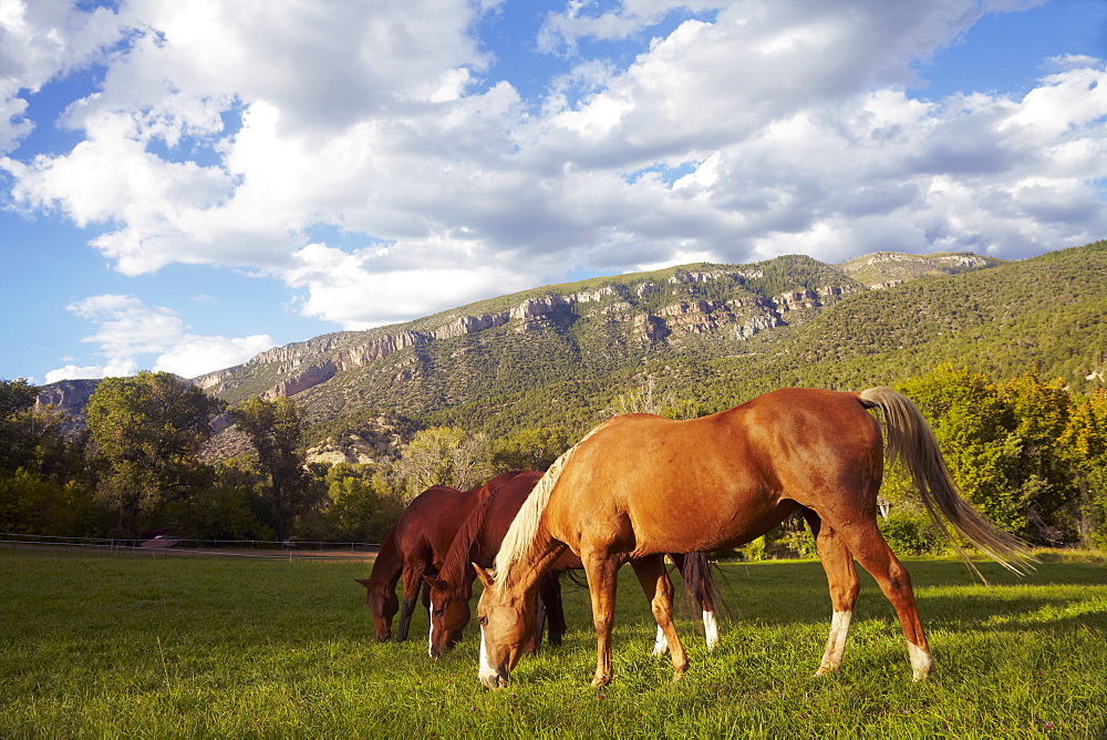 Horses grazing on grass, USA, Western USA, Colorado