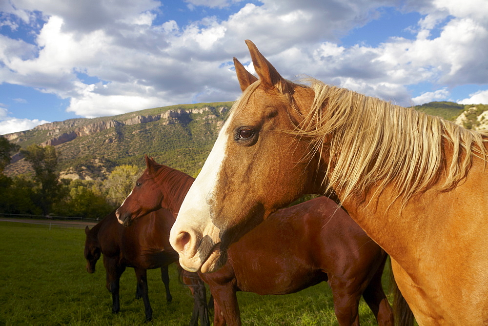 Horses grazing on grass, USA, Western USA, Colorado