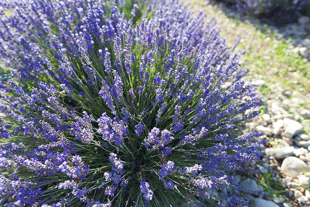 France, Drome, Piegros-la-Clastre, Close-up of lavender in field