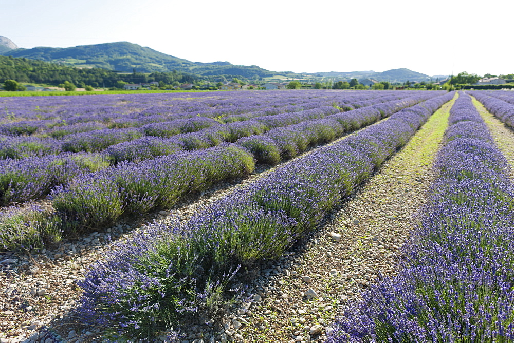 France, Drome, Piegros-la-Clastre, Lavender field