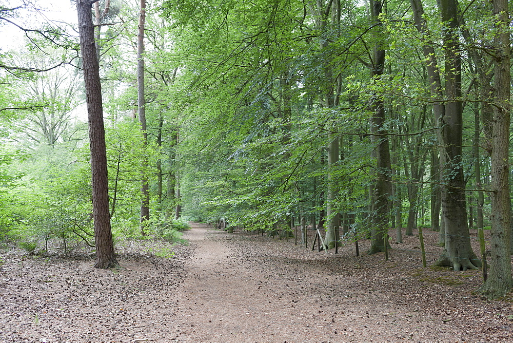 Netherlands, North-Brabant, Oisterwijk, Path in forest