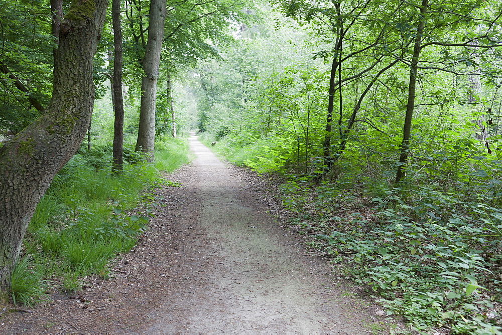 Netherlands, North-Brabant, Oisterwijk, Path in forest