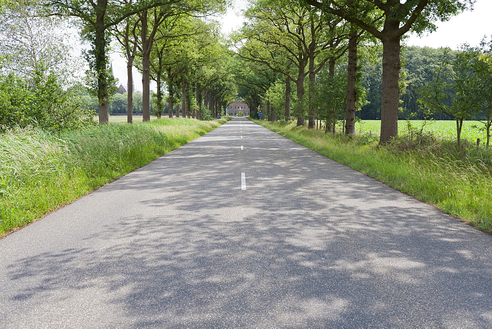 Netherlands, North-Brabant, Tilburg, Road lined with trees