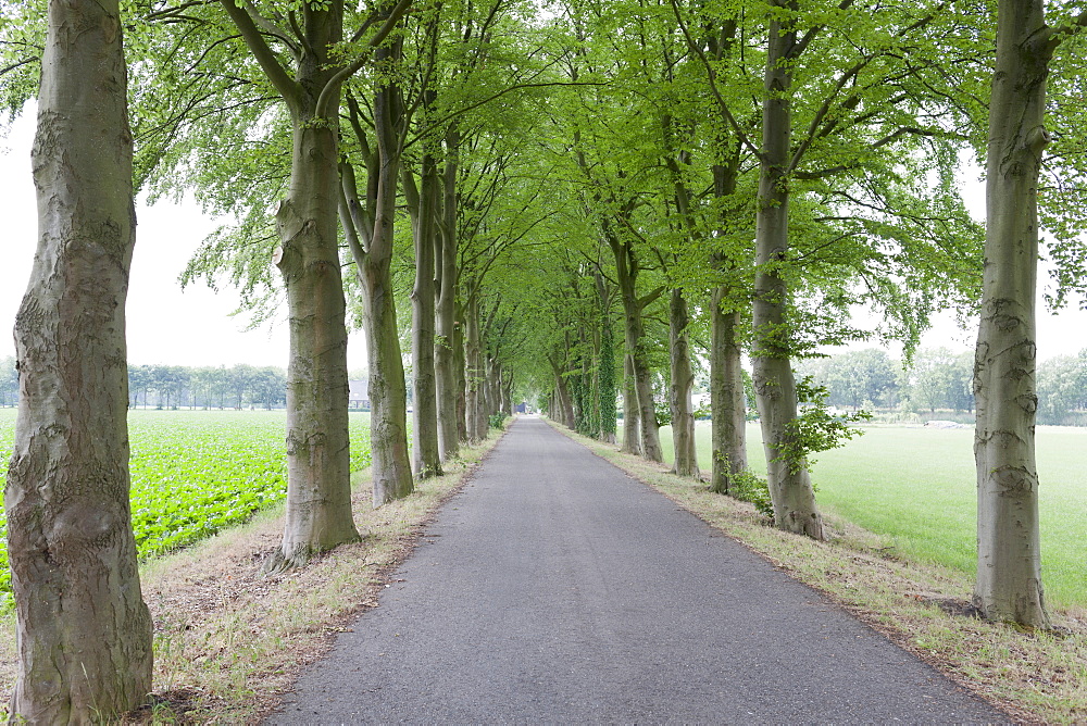 Netherlands, North-Brabant, Tilburg, Single lane road lined with trees