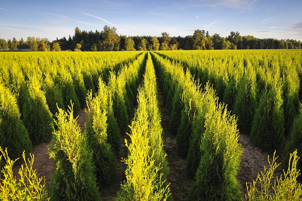 USA, Oregon, Marion County, Plant nursery