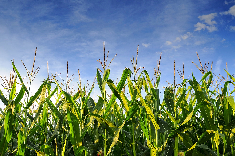 USA, Oregon, Marion County, Corn field