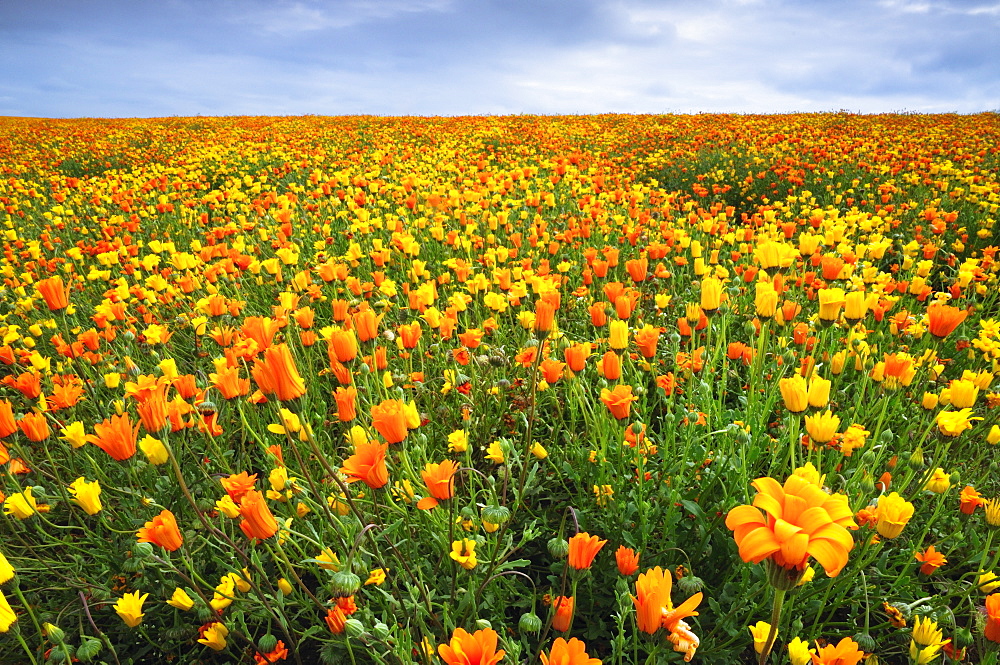 USA, Oregon, Marion County, Field of yellow and orange flowers