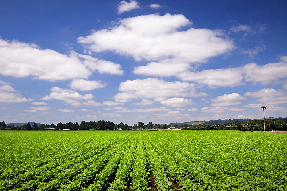 USA, Oregon, Marion County, Green bean field