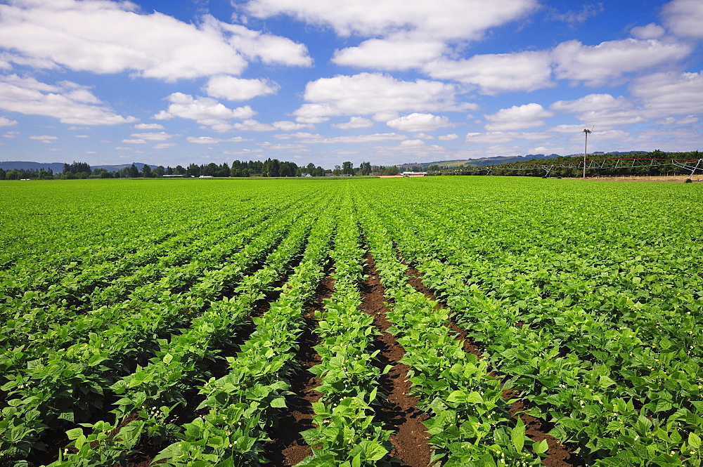 USA, Oregon, Marion County, Green bean field