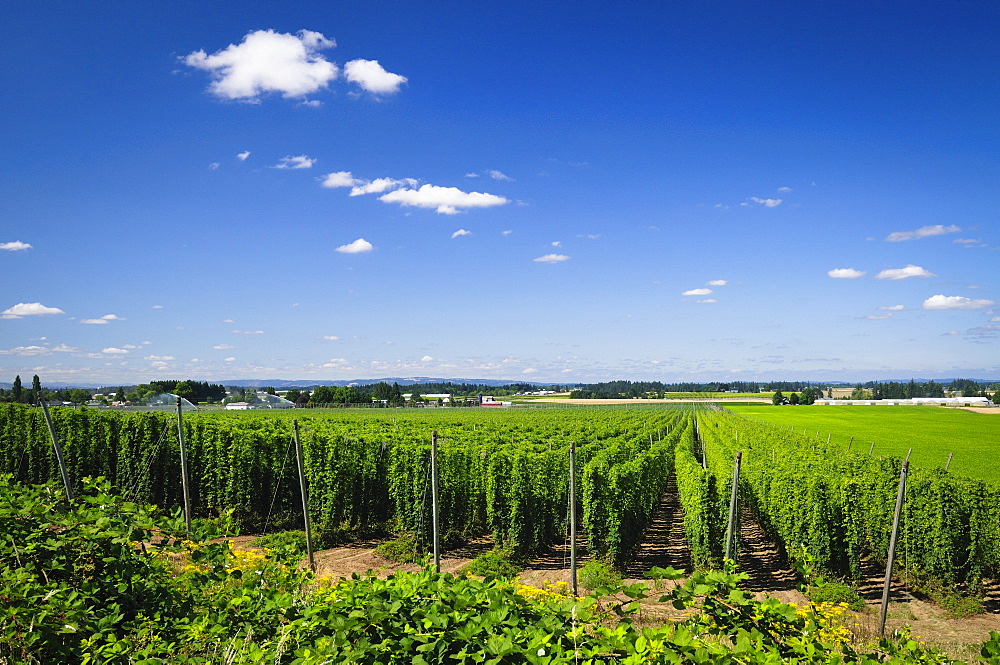 USA, Oregon, Marion County, Hop field