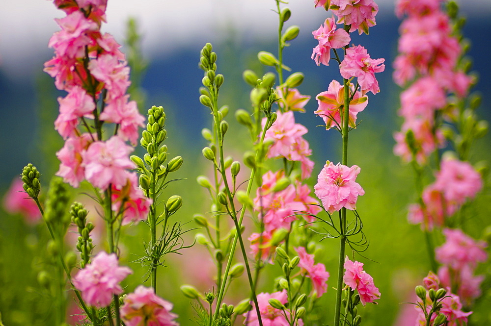 USA, Oregon, Larkspur flowers