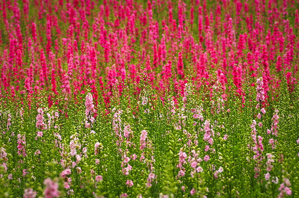 USA, Oregon, Larkspur flowers