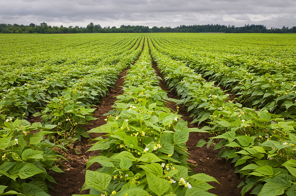 USA, Oregon, Marion County, Field of green beans blooming