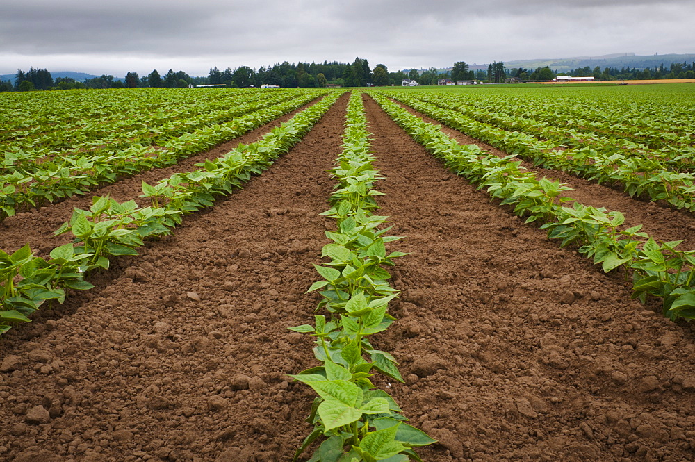 USA, Oregon, Marion County, Field of green beans