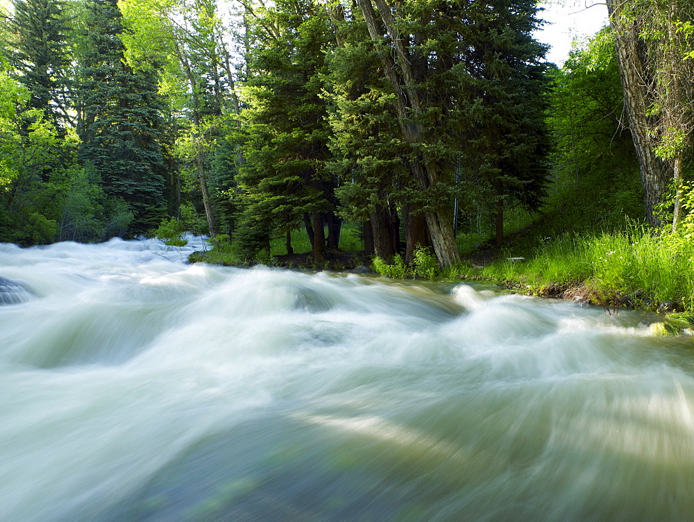 USA, Colorado, Mountain creek in forest, USA, Colorado