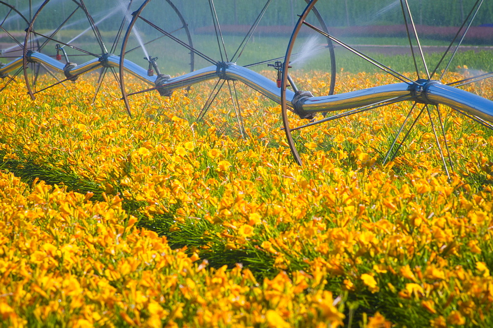 USA, Oregon, Marion County, Wheel Line watering flowers