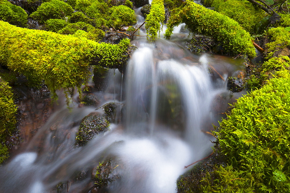 USA, Oregon, Mount Jefferson Wilderness, Scenic waterfall