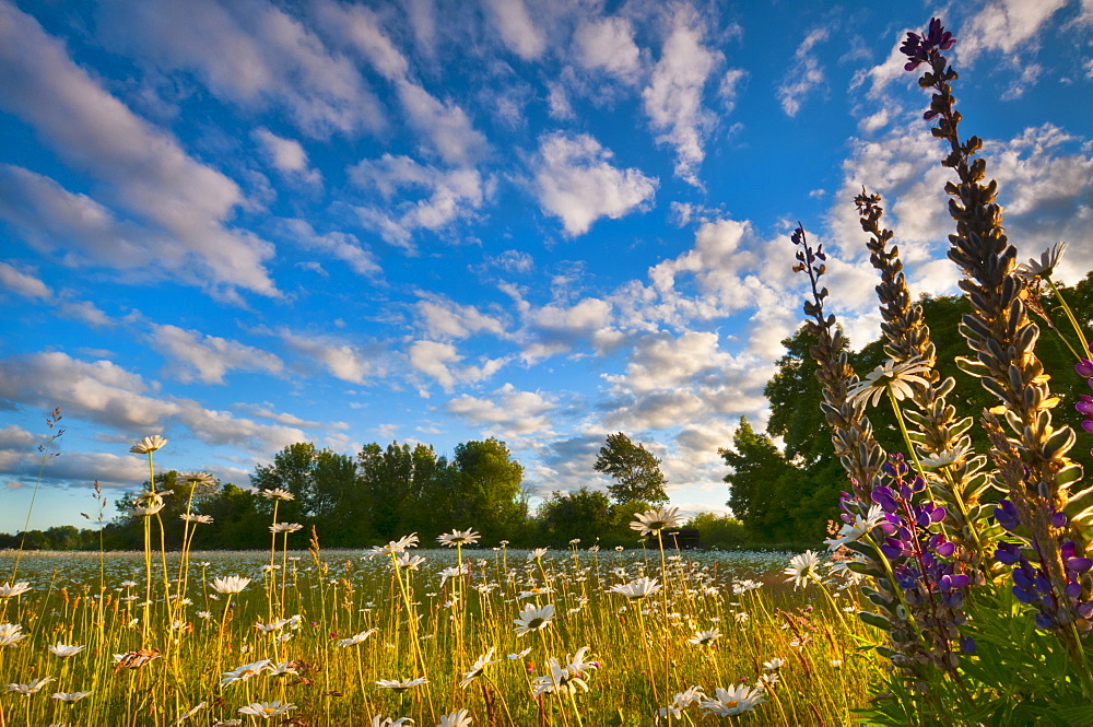 USA, Oregon, Marion County, Meadow with wildflowers at sunset